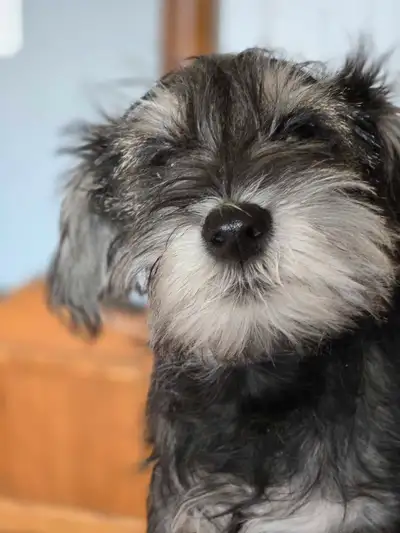 Beautiful Mini Schnauzer Pups, View more