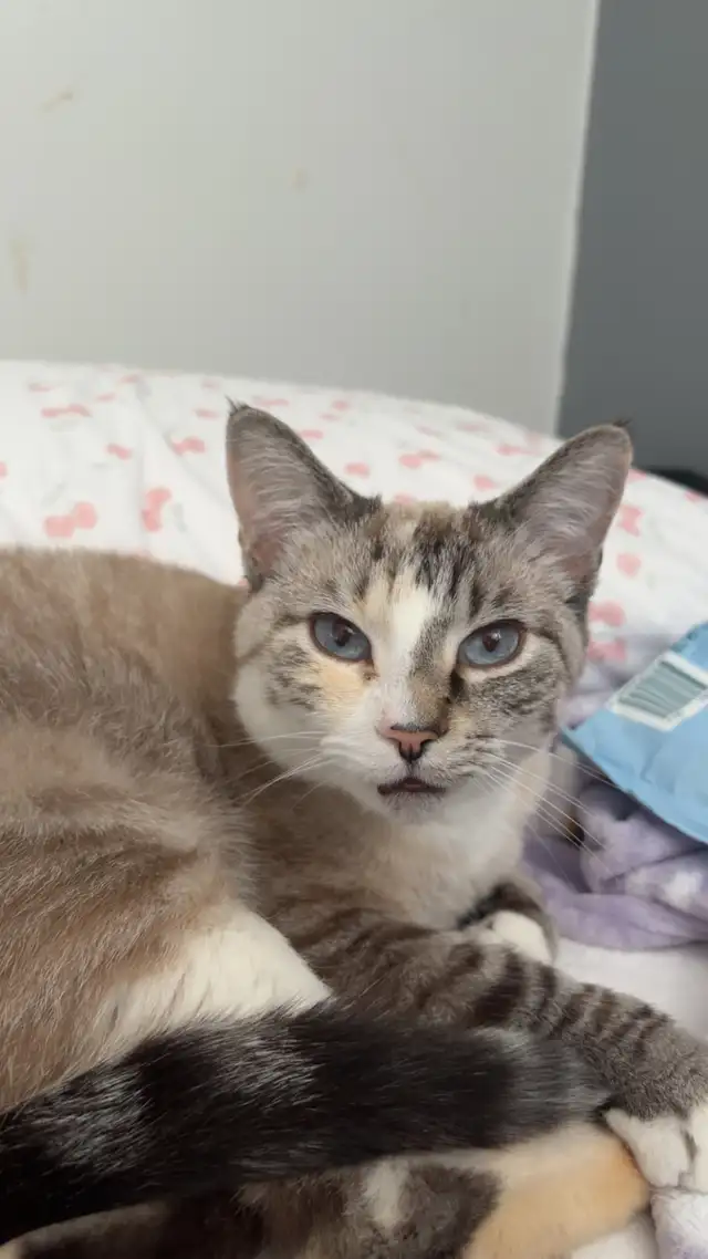 Adult Ragdoll x Tabby Cat