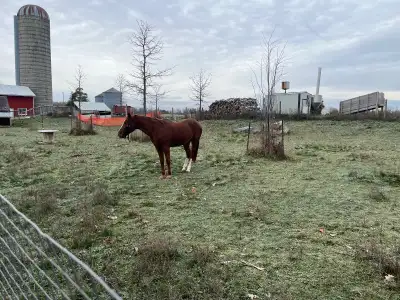 Mare for sale, View more