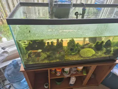 aquarium and fish, View more