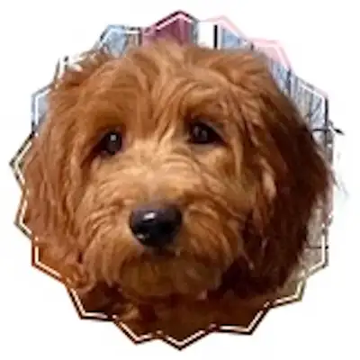 Mini-GoldenDoodle F1b Female puppy. The Mom is a Mini-GoldenDoodle F1, and the Dad is a Red Toy Pood...