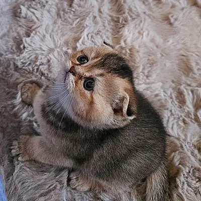 Magnifiques chatons scottish fold et straight, View more