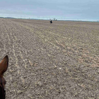 Farm work in exchange for free horseback riding 