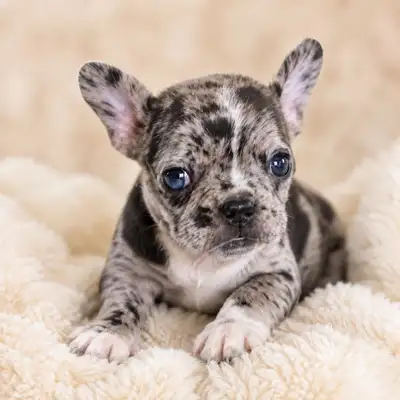 Merle French bulldog puppies / chiots bouledogue français , View more