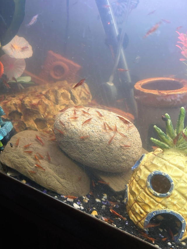 Cherry Shrimp ( $3 each or 10 for $25 in Fish for Rehoming in Oshawa / Durham Region - Image 2