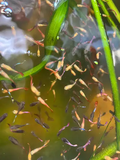Selling 50 juvenile quality guppies for $25, View more