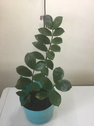 ZZ Chameleon , View more