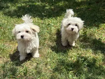 White Maltese Puppies, View more
