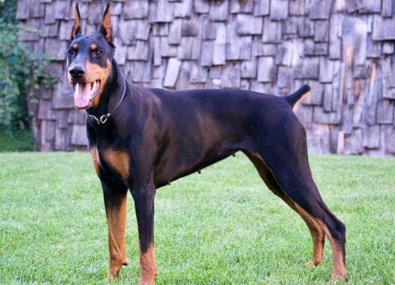 3 Purebred doberman pups,10weeks old ready for homes 600 Dogs