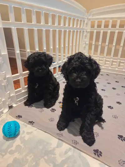 Cockapoo Puppies, View more