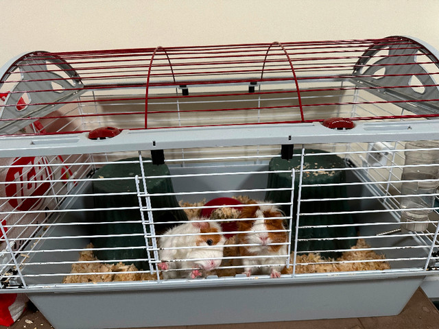 Two female guinea pig with a big cage with all accessories in Small Animals for Rehoming in Delta/Surrey/Langley