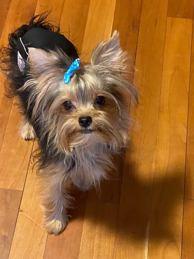 Yorkie puppies in Dogs & Puppies for Rehoming in Fredericton - Image 8