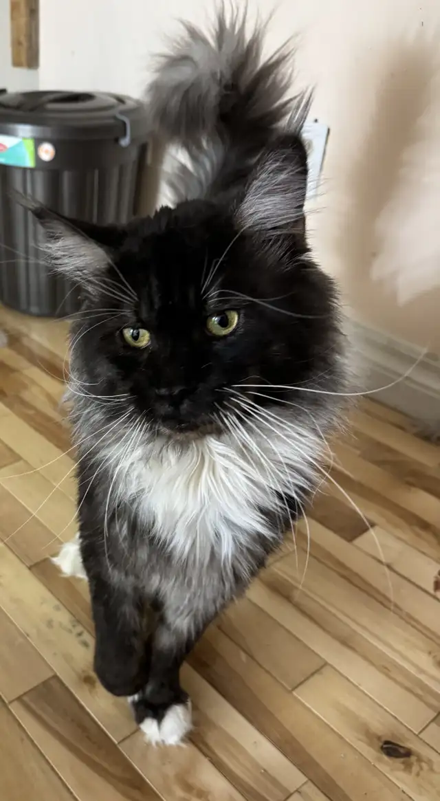 Beautiful Maine Coons in Cats & Kittens for Rehoming in Moncton - Image 8