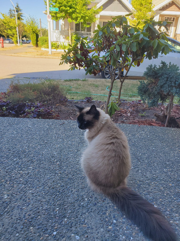 Dizzy - Super cute Himalayan/Ragdoll Cat in Cats & Kittens for Rehoming in Delta/Surrey/Langley - Image 2