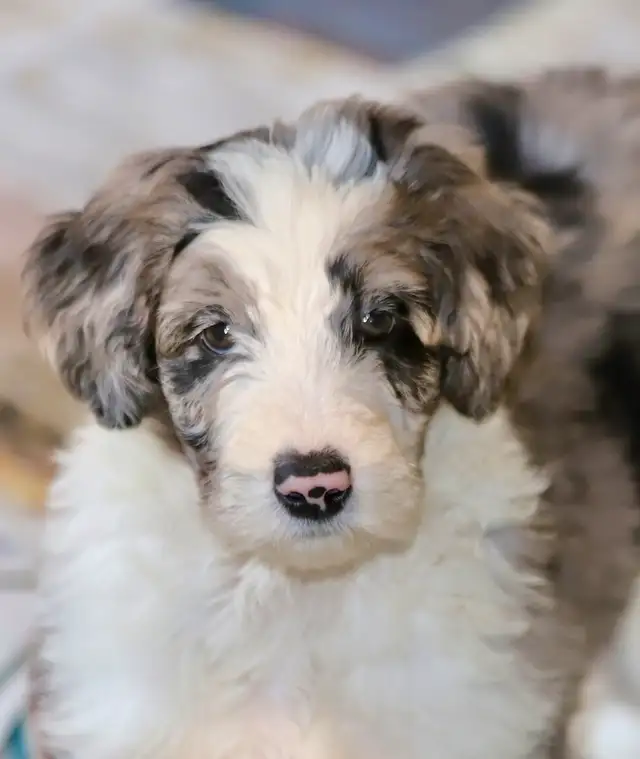 6  RARES DOODLES, BORDOODLES,  BORDOODLES   CHIOTS - PUPPIES in Dogs & Puppies for Rehoming in Laurentides - Image 11