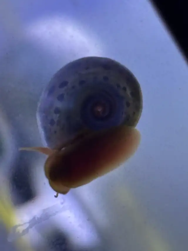 Ramshorn Snails in Other in Oshawa / Durham Region - Image 5
