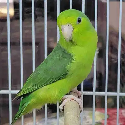 baby parrotlet, View more