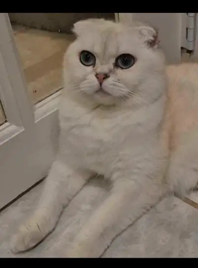 Princess Kitty, View more