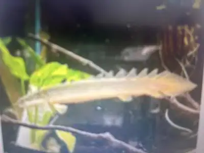 UNIQUE BICHIR FISH SPECIAL $18, View more