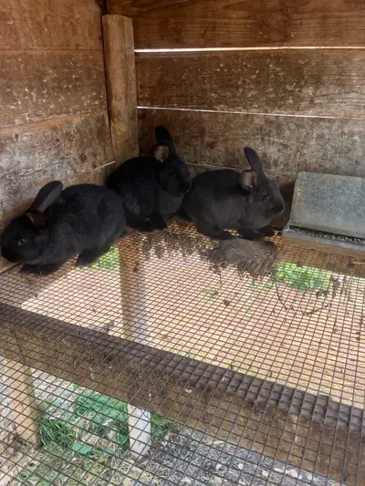 French lop Flemish giants cross males , View more