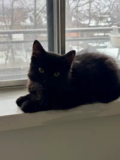 Hypoallergenic Siberian Kitten, View more