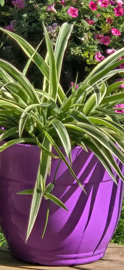 PLANT SALE! LARGE SPIDER PLANT IN NEW PURPLE PLASTIC POT, View more