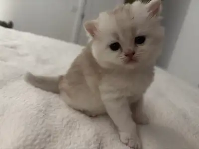 Blue Gold and Purple Gold British Shorthair kittens, View more