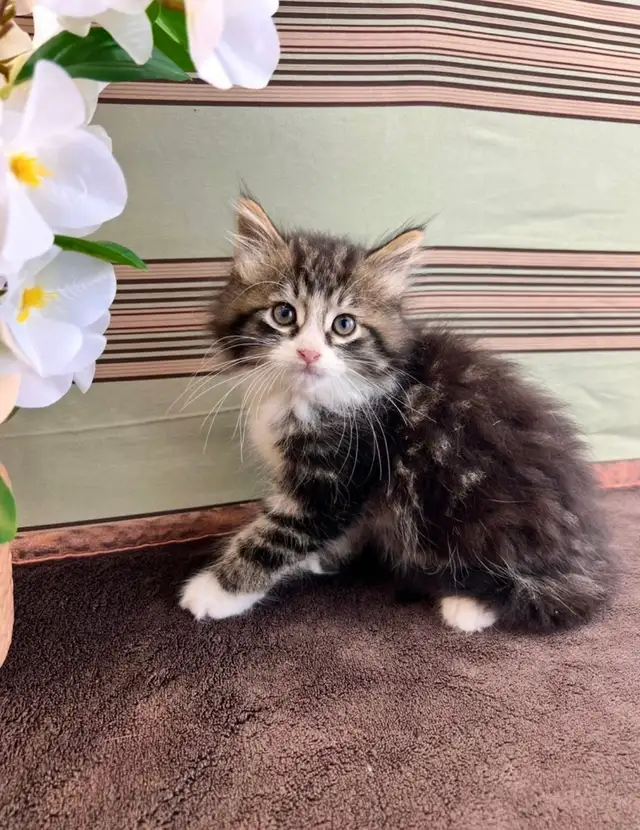 Vetted Maine Coon Girl in Cats & Kittens for Rehoming in Oakville / Halton Region - Image 5