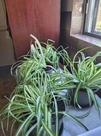 4 Plantes araignées & Clivia Miniata ( deux de vendue)