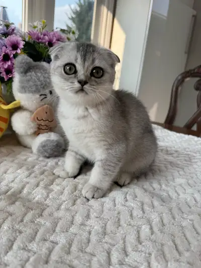 Scottish Fold Kittens Available! Ready NOW!, View more