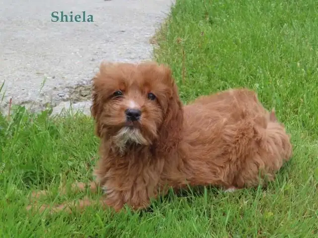 Cockapoo puppies for sale in Dogs & Puppies for Rehoming in Kitchener / Waterloo - Image 5