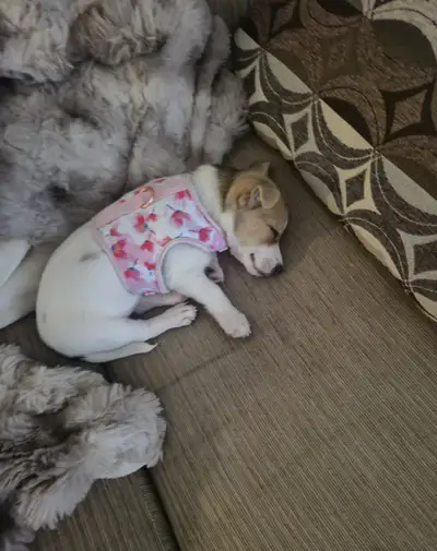 9 week old female Jack Russell Terrier for sale, View more