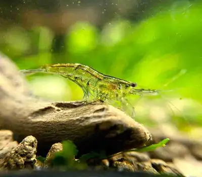 Wild shrimp , View more