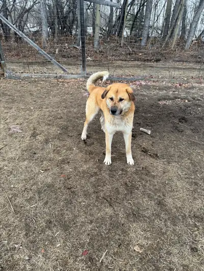 Looking to rehome my sweet Kangal cross dogs. Unfortunately my work has led me to be away A LOT and...