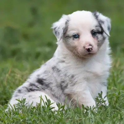 Mini Australian Shepherd Border Collie Cross Puppies, View more