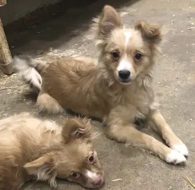 Pomeranian x puppies, View more