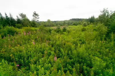 Quiet roadside lot in Guysborough with power available, dry gently sloping land, and pretty views of...
