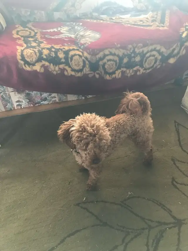 poodle puppies for sale in Dogs & Puppies for Rehoming in Edmonton - Image 4