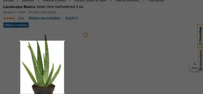 Aloe vera, View more