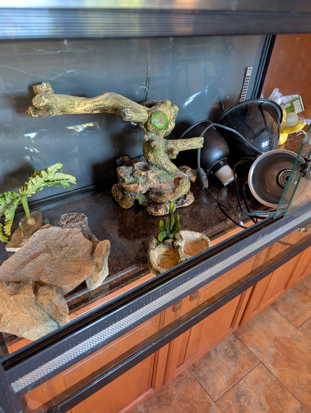 Bearded dragon aquarium in Reptiles & Amphibians for Rehoming in Oshawa / Durham Region - Image 3