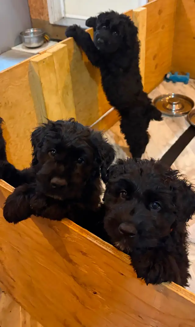 Male Bouvier puppy for sale non shedding  1500 in Dogs & Puppies for Rehoming in Whitehorse - Image 6
