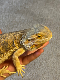 Male bearded dragon with cage and setup