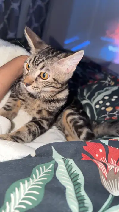 Male Bengal cat looking for new home , View more