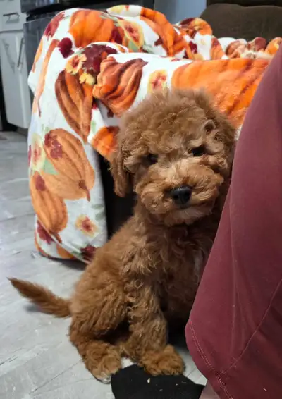 Male Cockapoo, View more