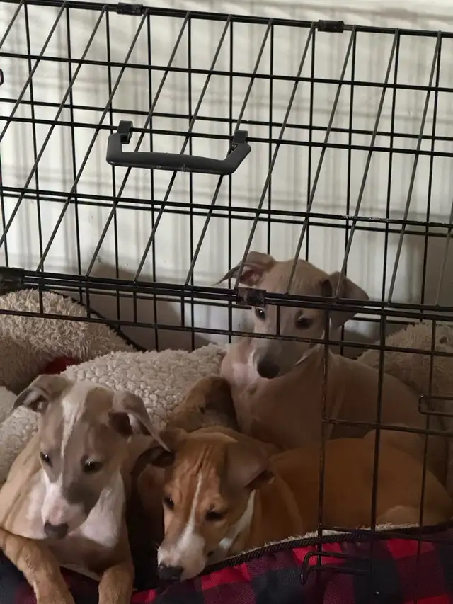 Lévrier Italien in Dogs & Puppies for Rehoming in Granby - Image 2