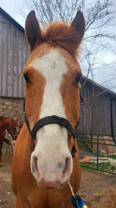 Therapy/Companion gelding looking for a new home, View more