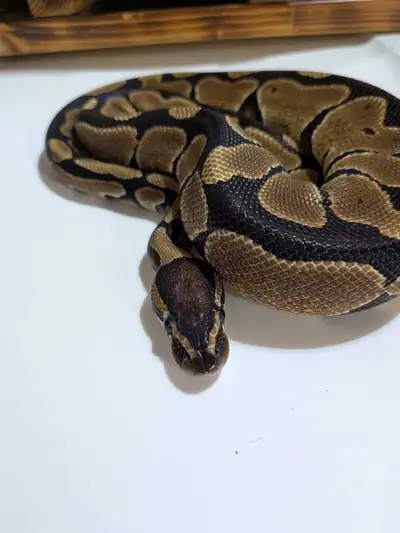 python royale juvénile, View more