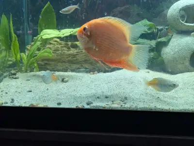Severum Cichlid, Voir plus