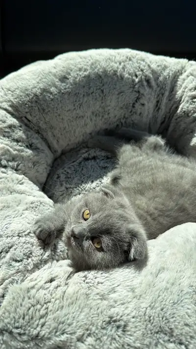 Scottish fold  for $1200, View more