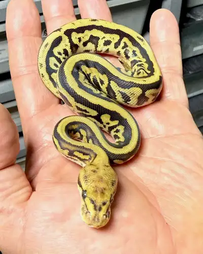 Ball Pythons Collection Sale, View more